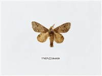 藏品(蔭胯舟蛾)的圖片